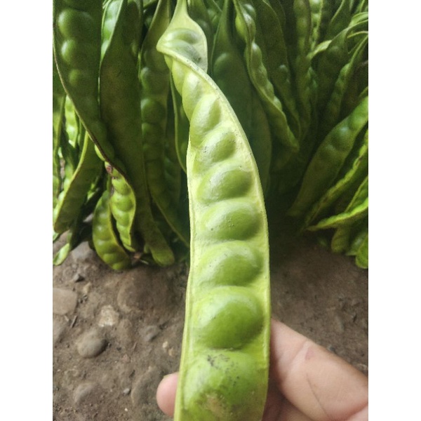 

PETE BUAH/PETE SAYUR per papan