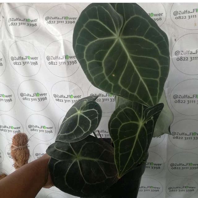 Anthurium clarinervium kuping gajah