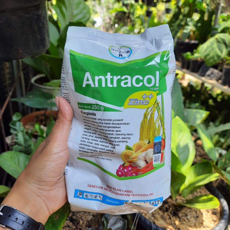 Sale Antracol Fungisida 250gr 03y6RGSXaxjLB