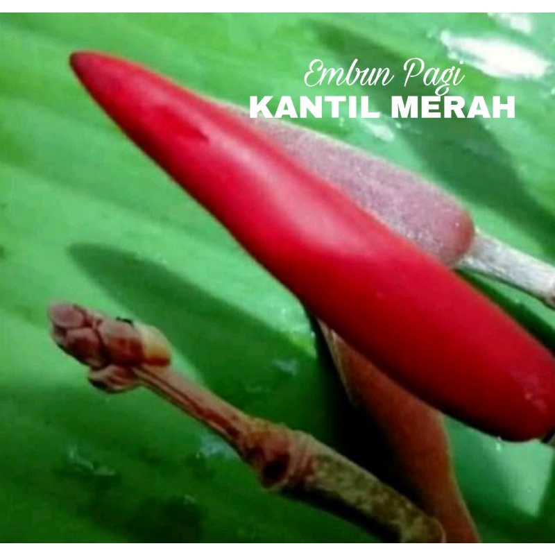 Bibit Kantil Merah