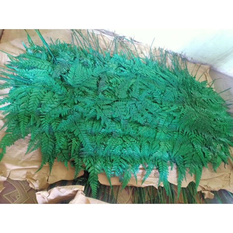 bunga pakis kering/ daun paku kering