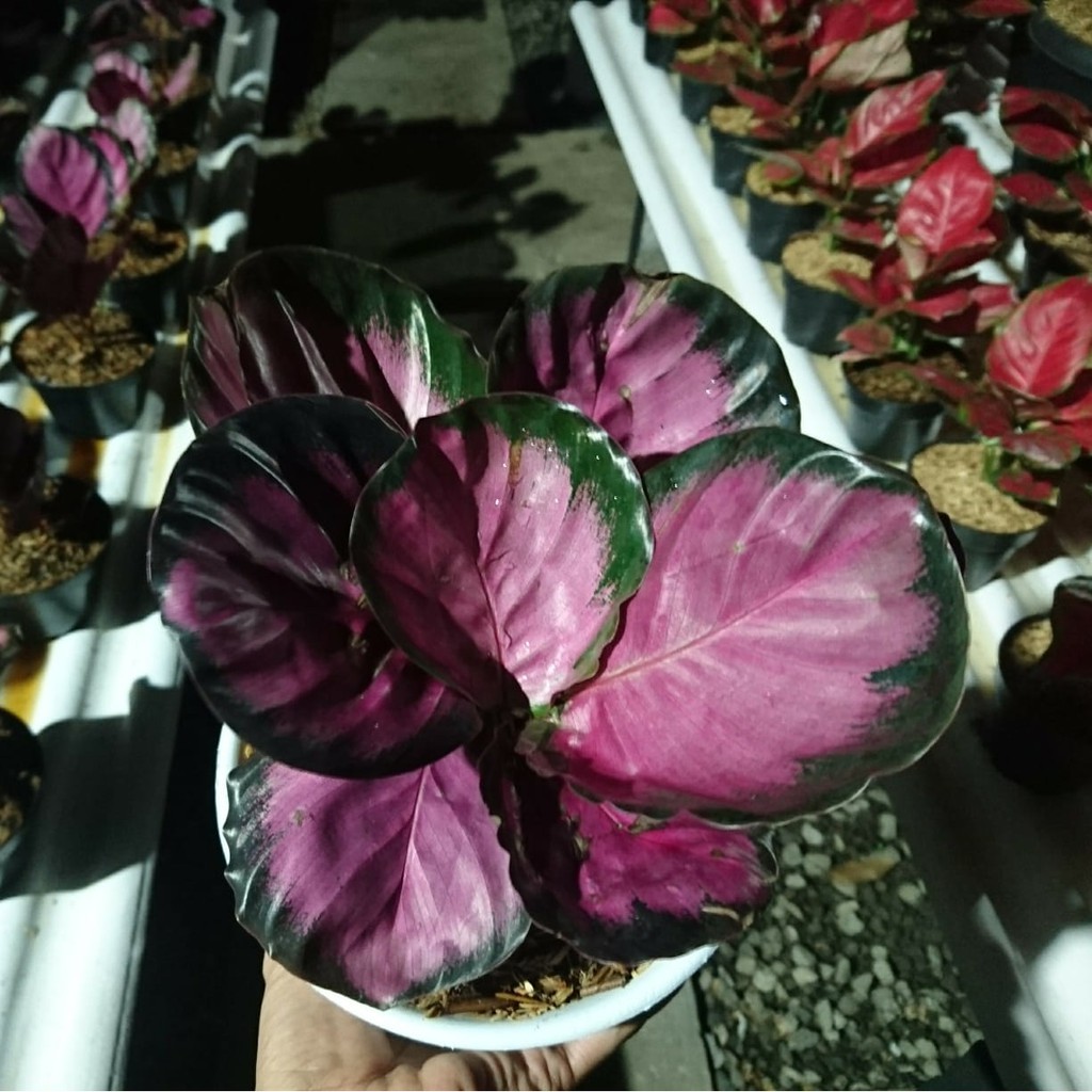 TANAMAN HIAS CALATHEA  CRIMSON  IMPORT THAILAND BUNGA HIAS 