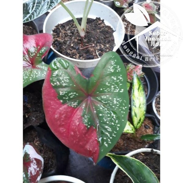 umbi keladi baret  bonggol keladi baret