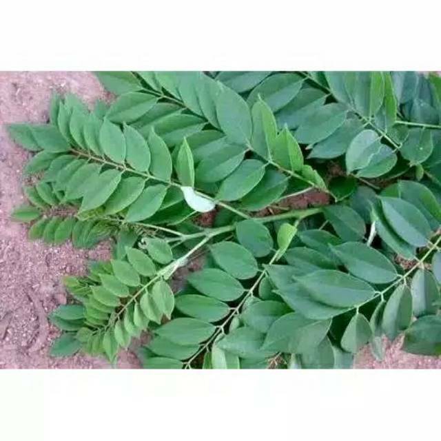 

Daun gamal segar / fresh termurah