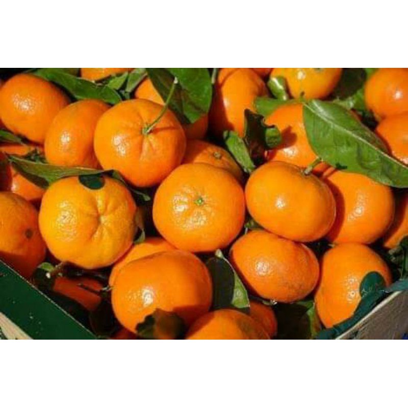 Bibit jeruk mandarin