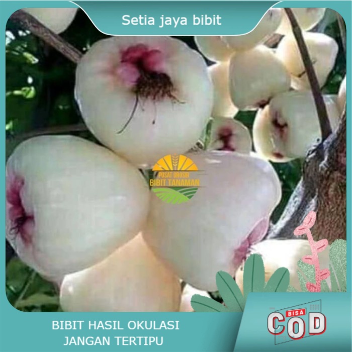 Bibit Jambu air madu susu