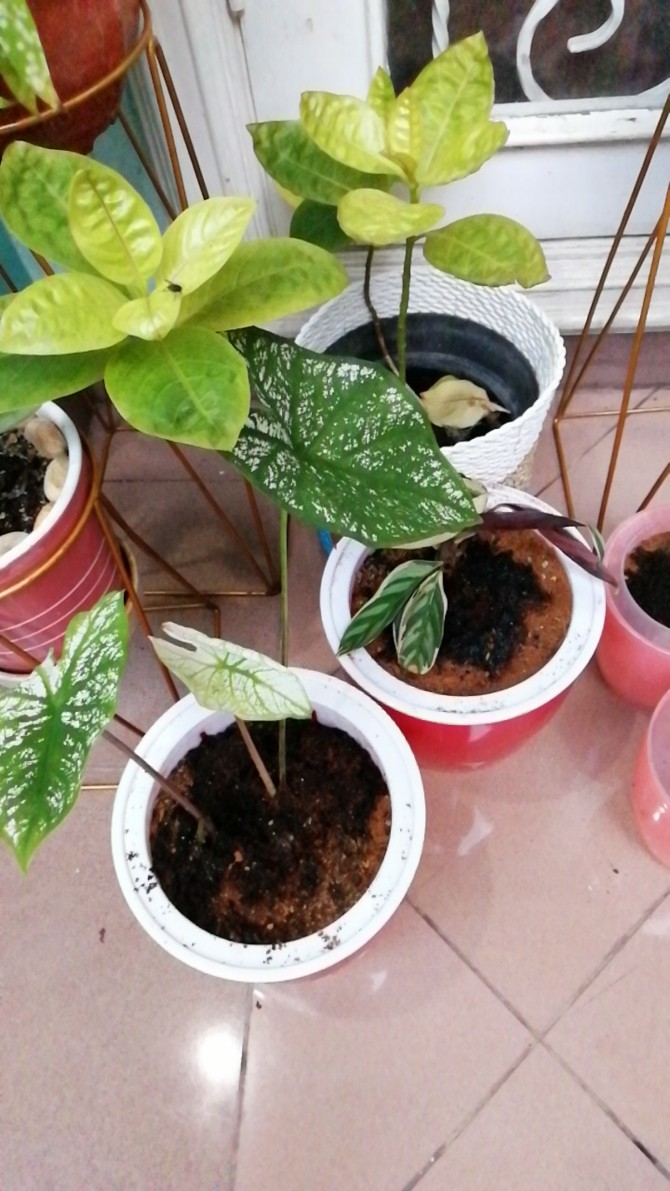 Tanaman Hias Caladium White Christmas