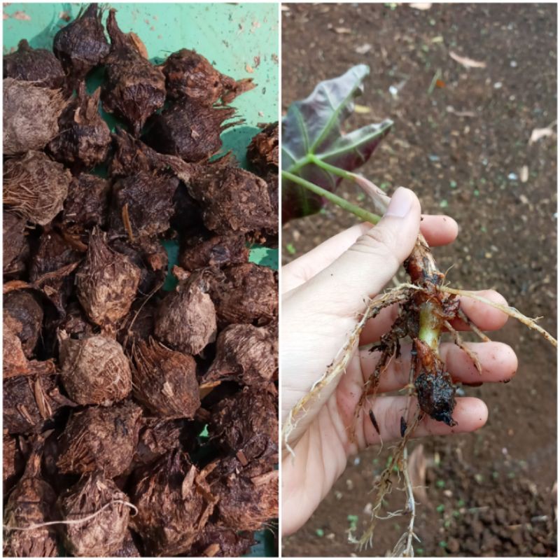 BONGGOL KELADI AMAZON/UMBI KELADI AMAZON/BIBIT UMBI KELADI AMAZONE/BONGGOL KELADI TENGKORAK AMAZON