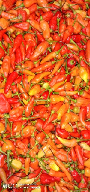 

[Bandar Sayur Jakarta] Cabe rawit merah/ cabe setan (250gr)