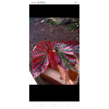 Paket begonia