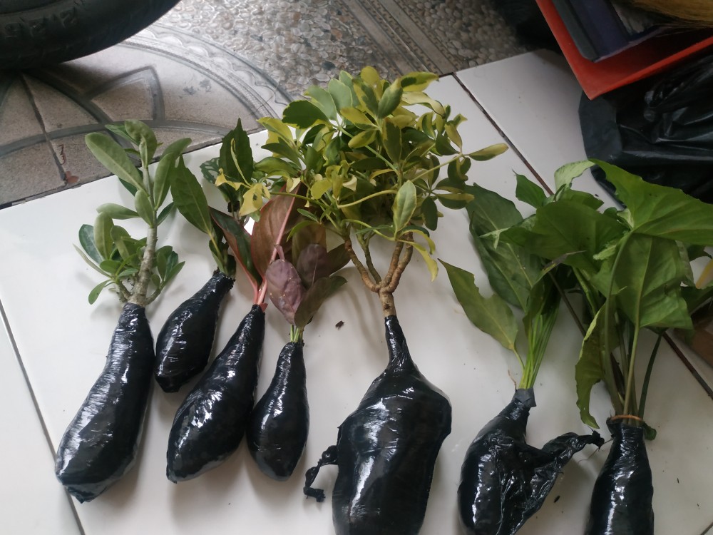 Keladisingonium Putih