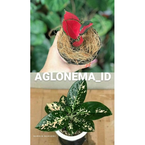 Aglonema Suksom White dan Suksom jaipong paketan 2 anakan aglonema
