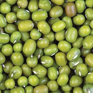 

Kacang Hijau - 1 kg