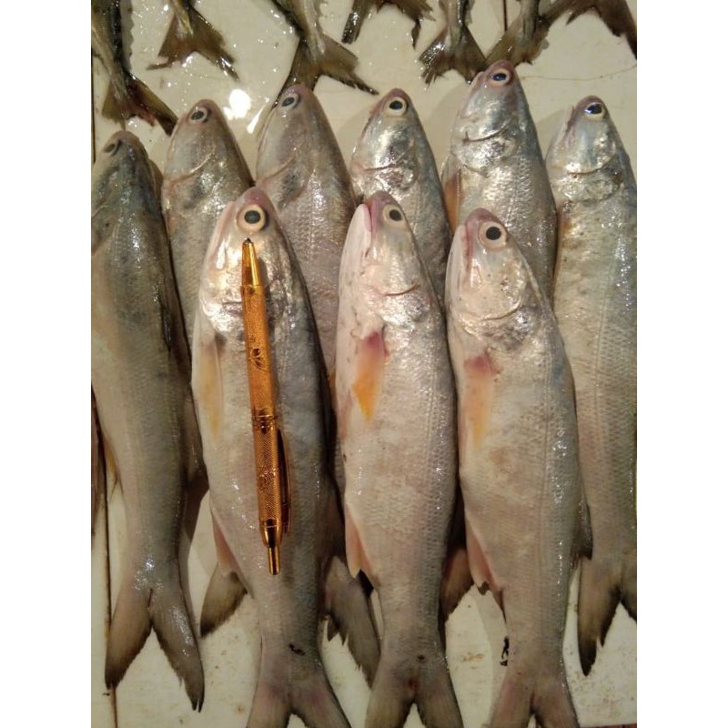 

Ikan Kuro - 1 kg