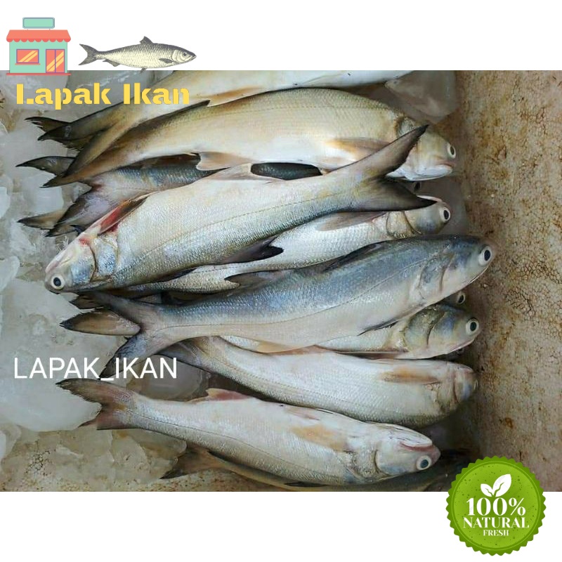 

GROSIR Ikan Senangin Segar Ikan Segar 5Kilogram / 10Kilogram