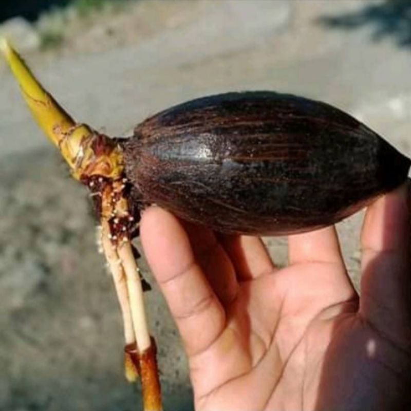 bahan bonsai kelapa minion lonjong