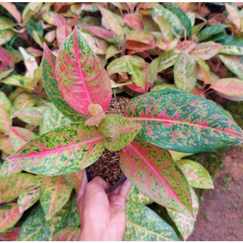 aglaonema big Roy remaja