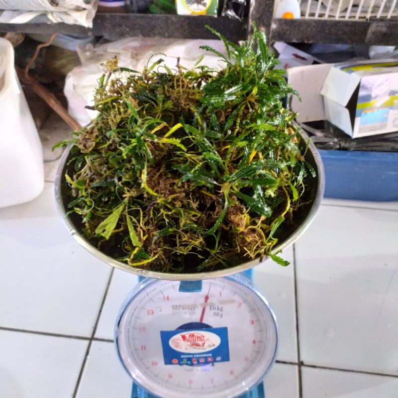 buce phalandra velvet hijau 1/2 kg 500gr