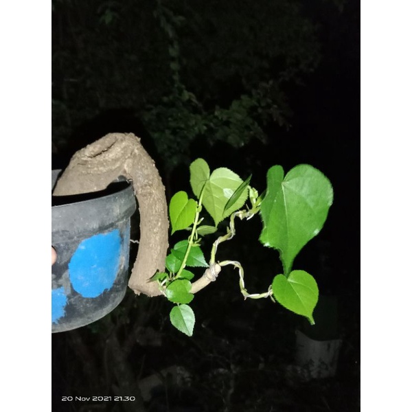 bahan bonsai waru cascade