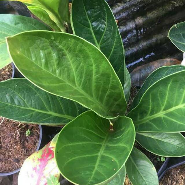 Anturium anjamani mangkok