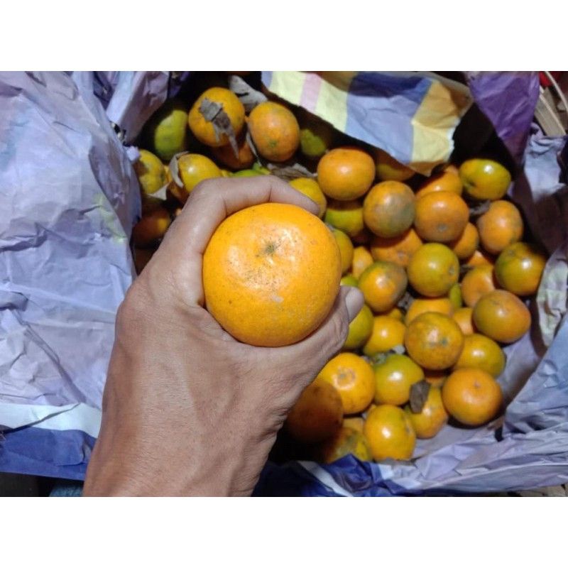 buah jeruk medan brastagi manis