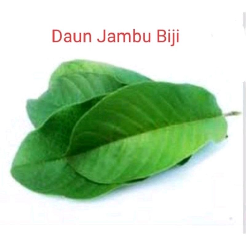 

Daun jambu biji segar per lembar