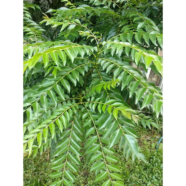 

Daun kari fresh /segar (min 10 tangkai)
