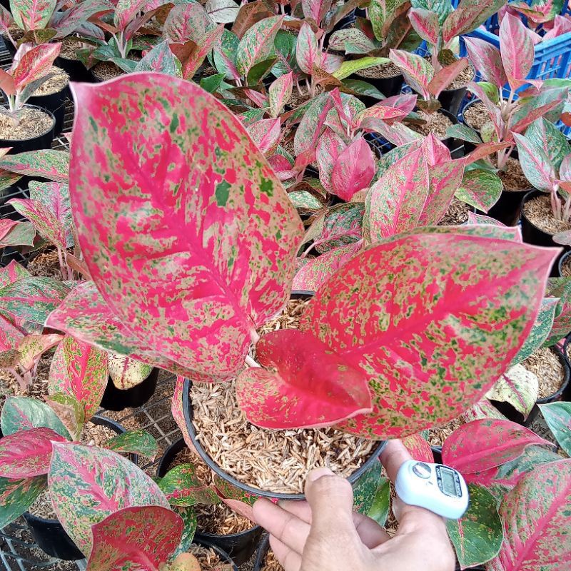 Aglonema Red Stardust Daun 6-7 Size Dewasa