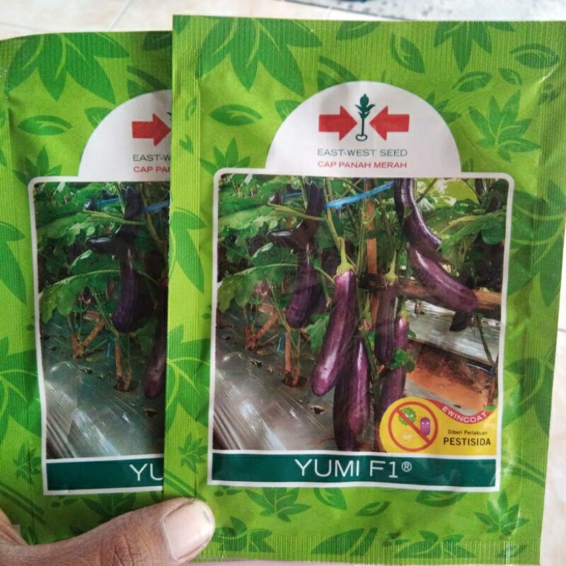 BENIH TERONG UNGU YUMI F1