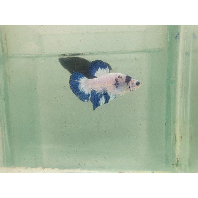 cupang blue panda line blue rim grade