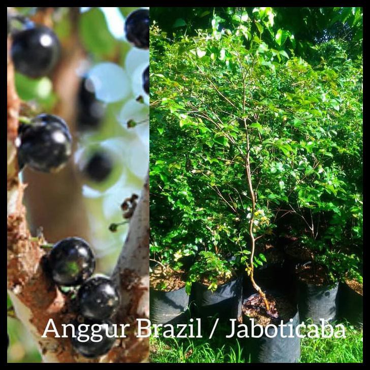 Pohon buah Anggur Brazil/Jaboticaba