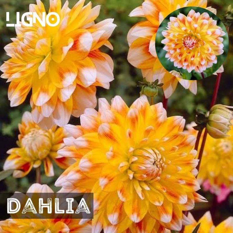Benih DAHLIA PEACHESS Biji Bunga