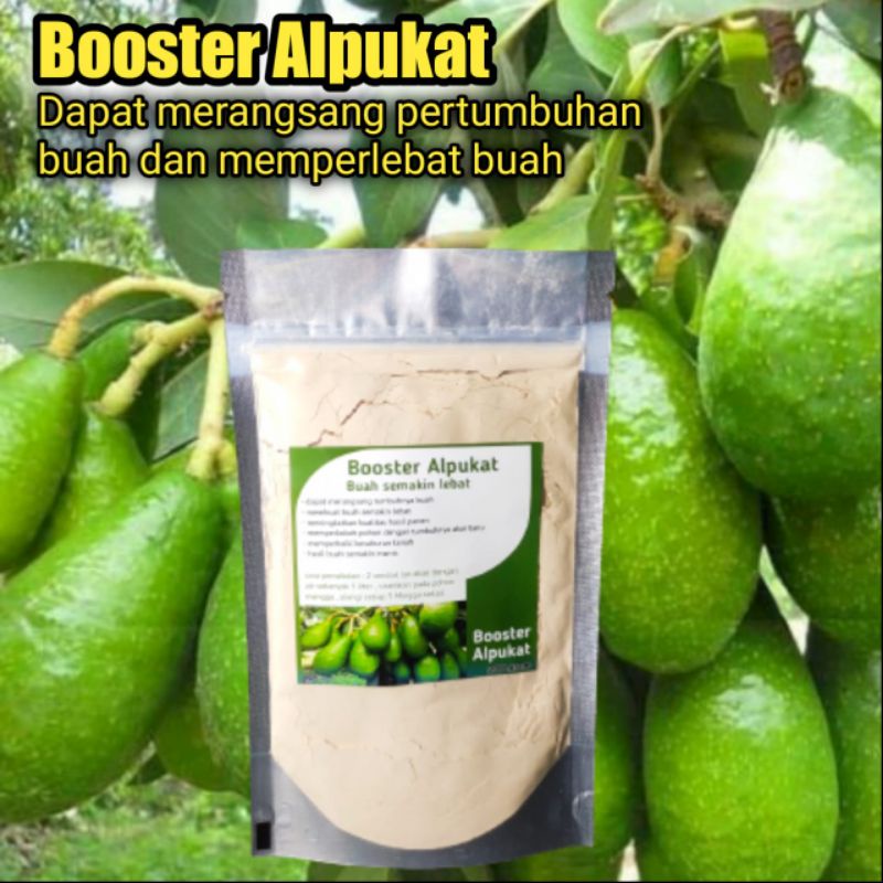 booster alpukat perangsang buah alpukat pupuk buah