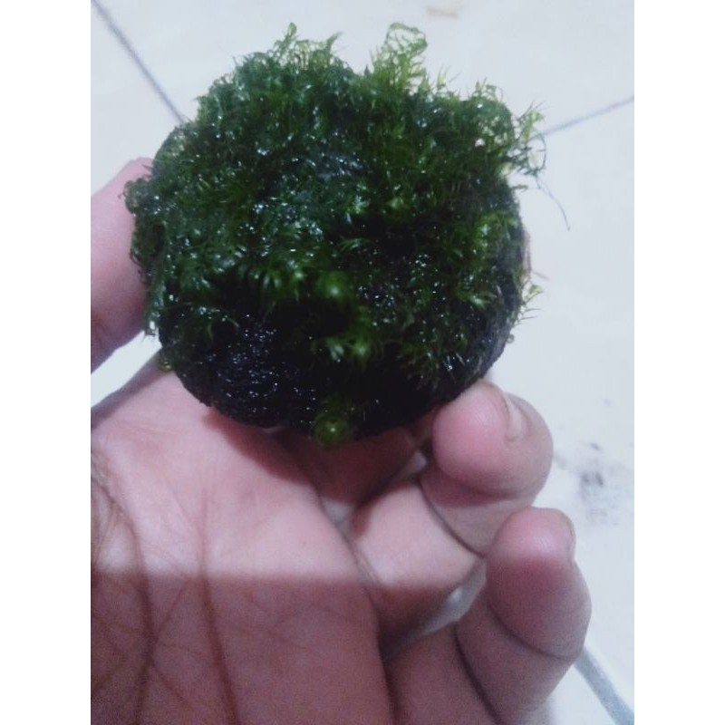 mos fisiden media wabikusa