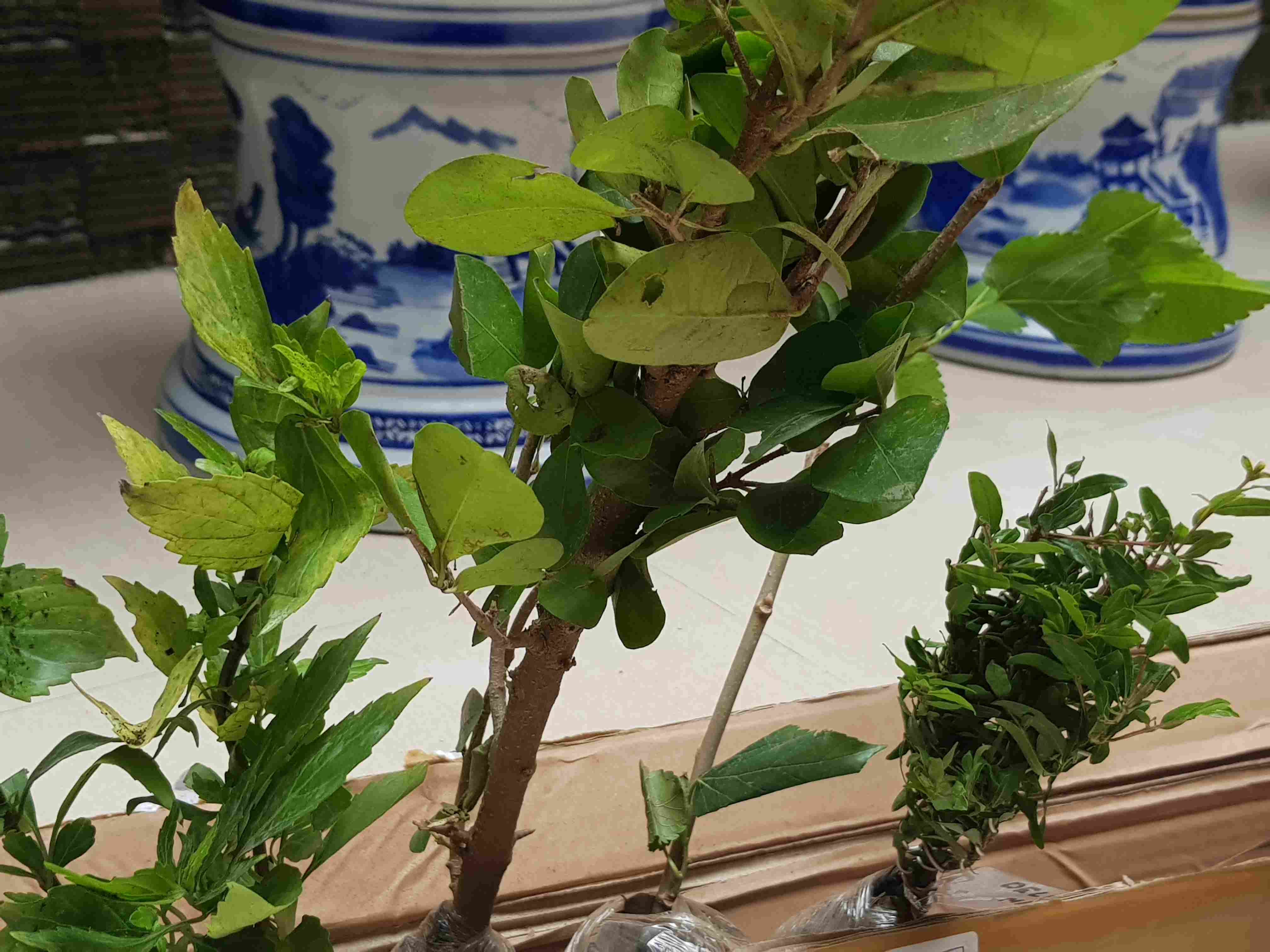 Tanaman Bonsai Delima Mini