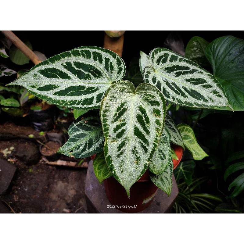 Anthurium Silver tiger (Rare plant)