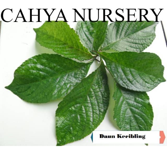 

Ready Daun keji beling atau pecah beling 100gram siap petik non pestiisiida