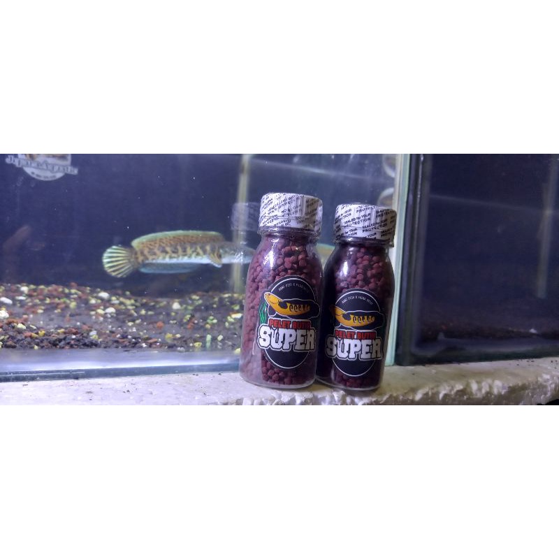 Pelet Butir Super Bang Fish X Fajar Arief Untuk Channa Maru