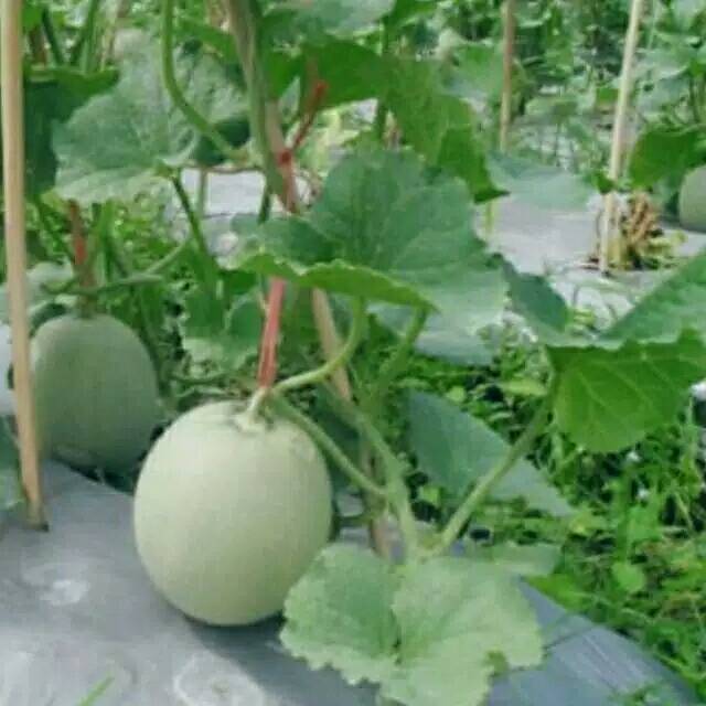 

Melon super 10 biji