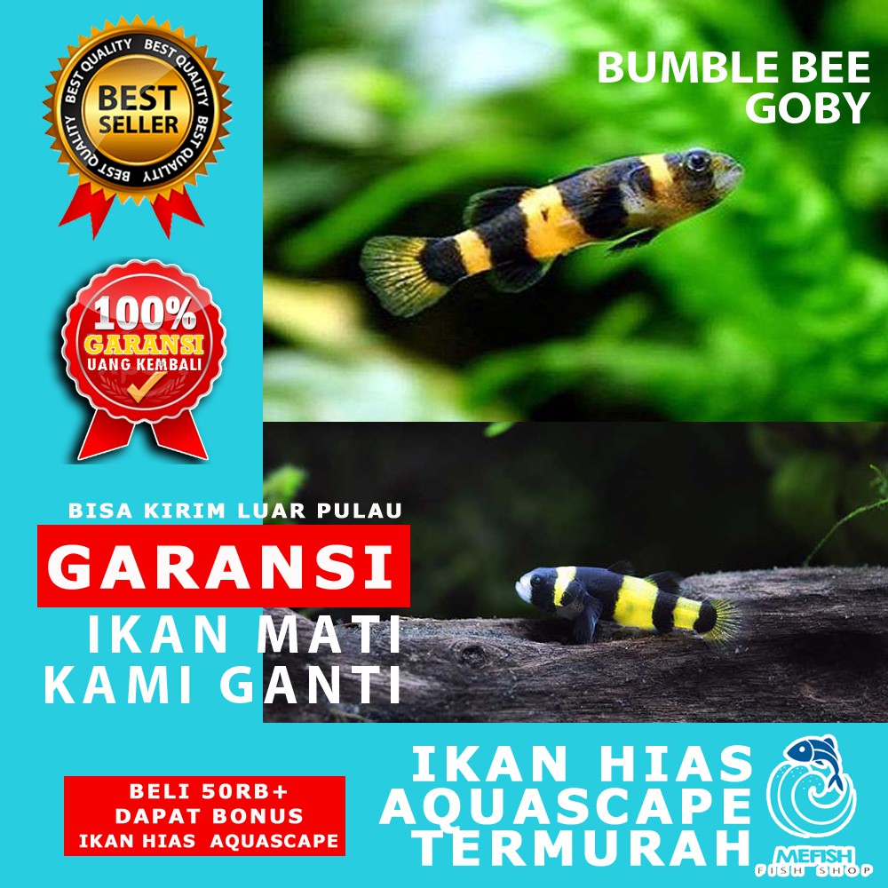 Ikan hias aquascape aquarium air tawar laut - MEFISH_ID - BUMBLE BEE GOBY