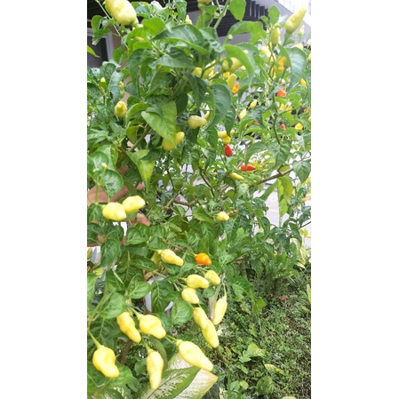 

Cabe Rawit Organik- 100gr