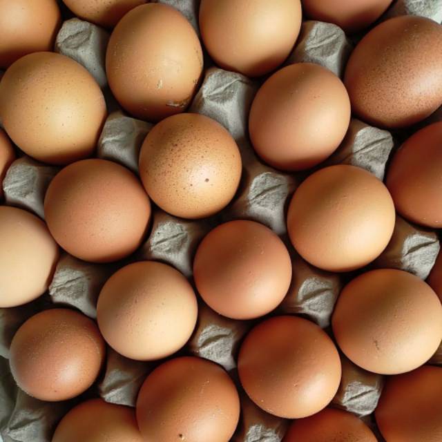 

Telur Ayam