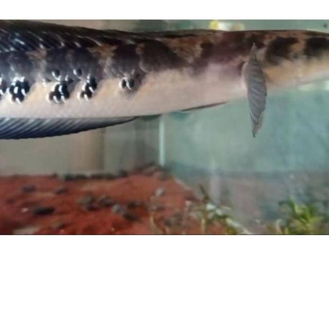 ❉ Pelet Black Diamond Original Produk ➣