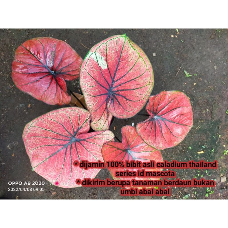 keladi/caladium mascota/red stone thailand anakan