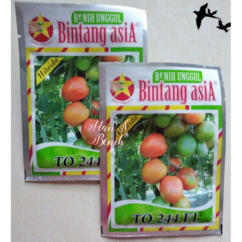 Benih tomat TO 244 F1 Cap Bintang Asia kemasan 5 gr