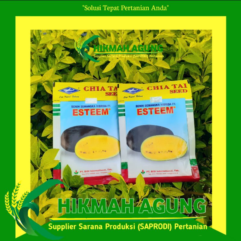 

Esteem Benih Semangka Inul Kuning – Chia Tai Seed