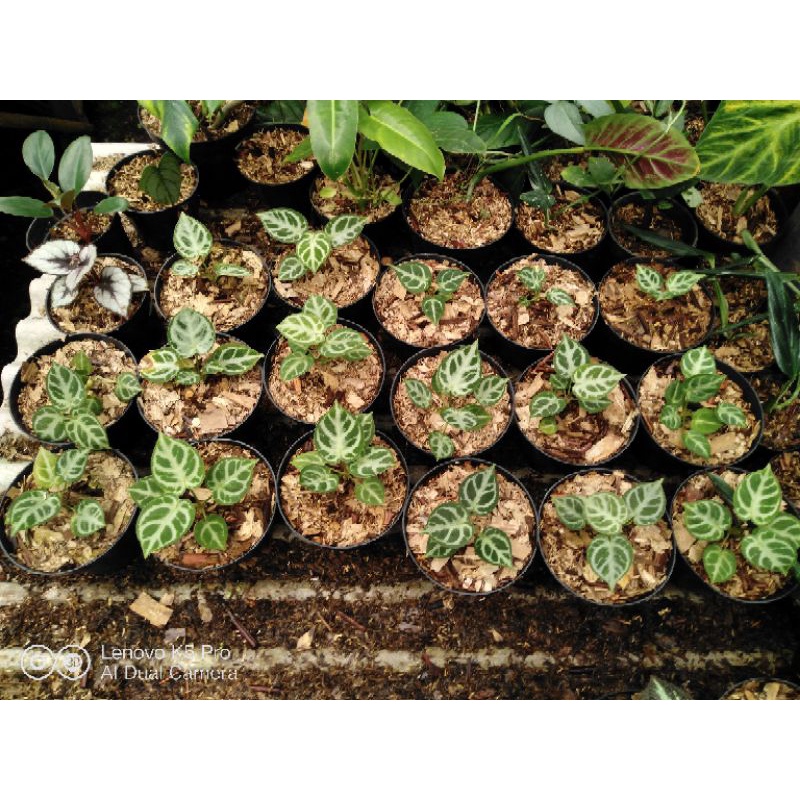 Anthurium Dorayaki x Anthurium SilverBlush (anakan)