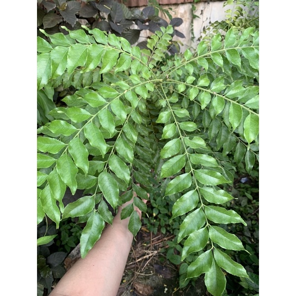 

DAUN KARI