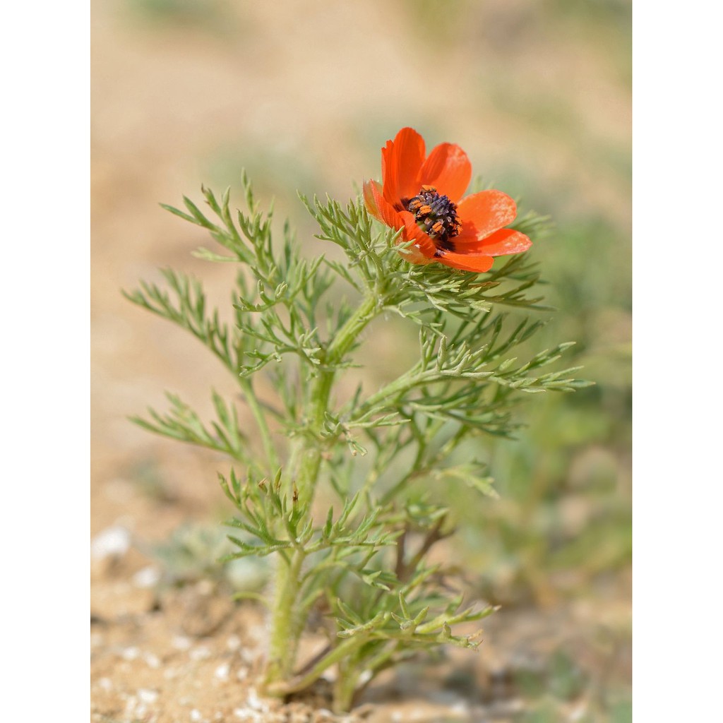 Benih Bibit Biji - Bunga Summer Pheasant's Eye Flower Seeds - IMPORT