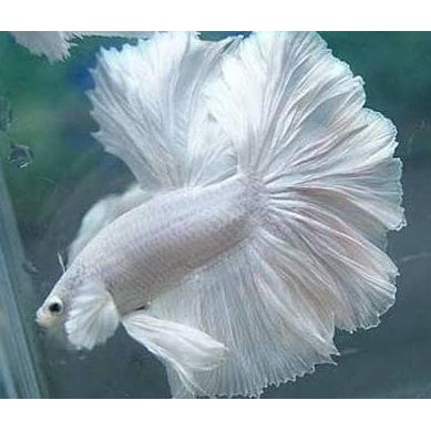 double tail dumbo ikan cupang betta hias aduan halfmoon 